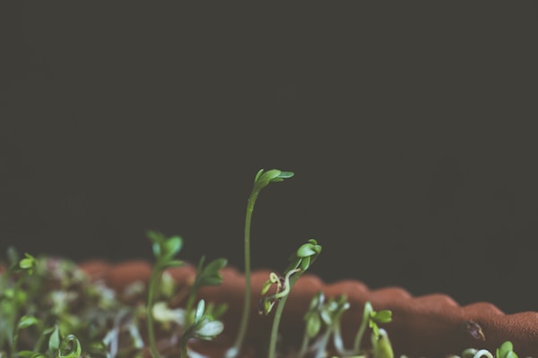 Green plant with orange flower