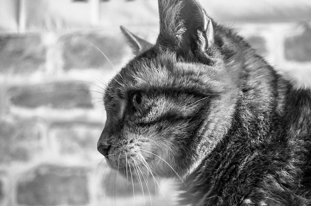 grayscale photo of tabby cat