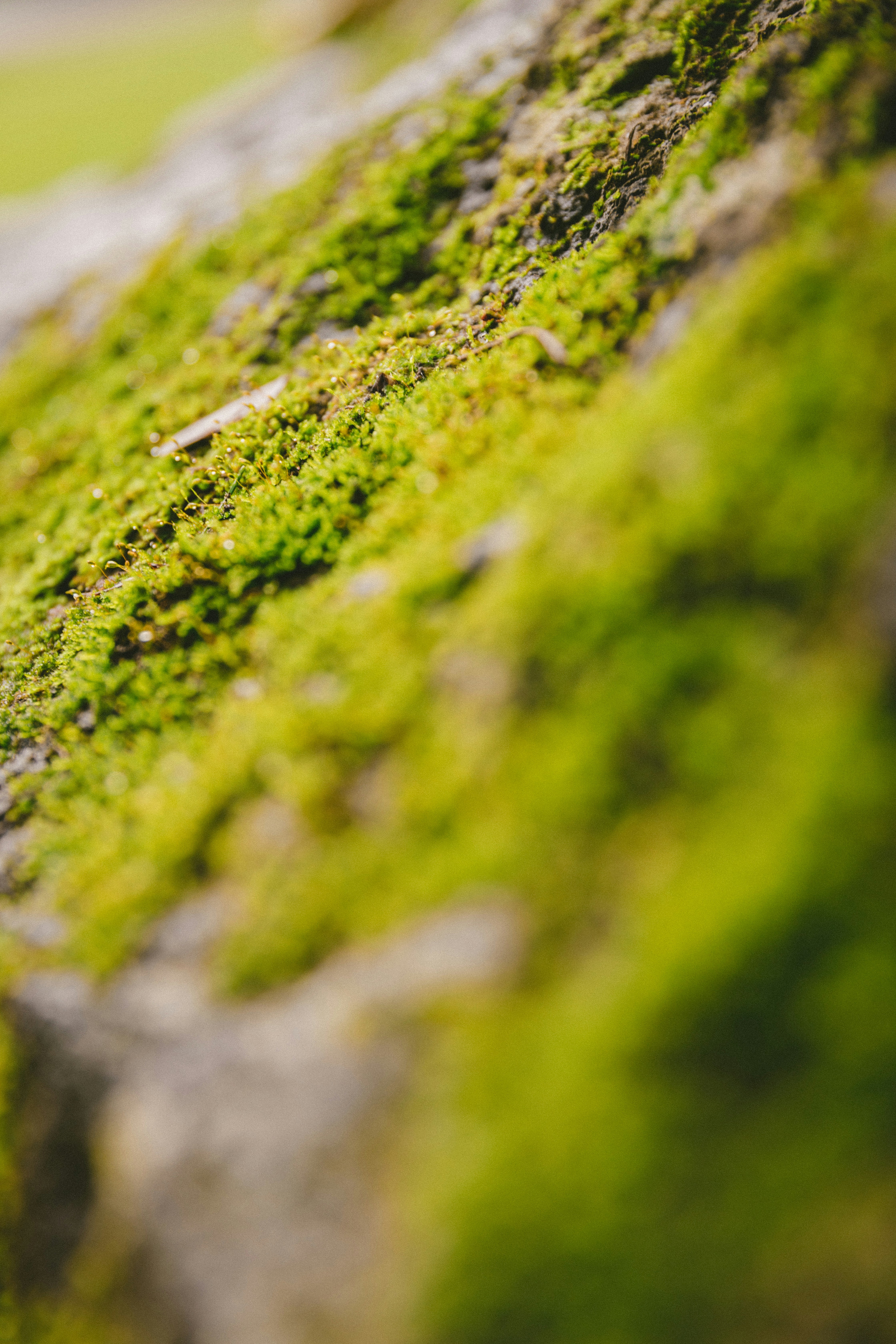 Photo by traviscolbert