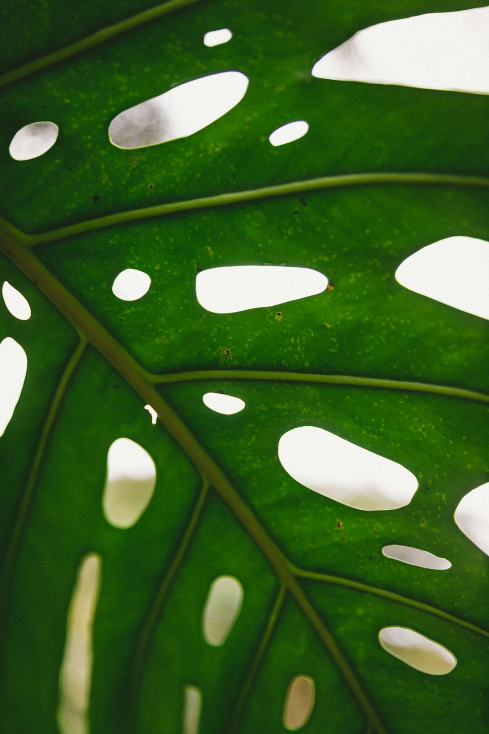 water droplets on green leaf