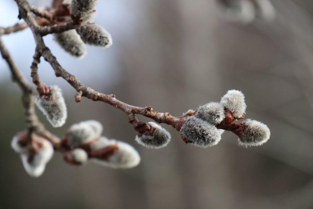 white and brown plant stem