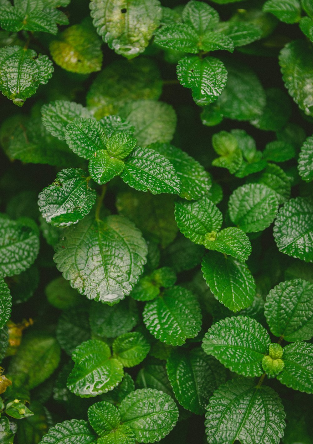 green leaves with water droplets