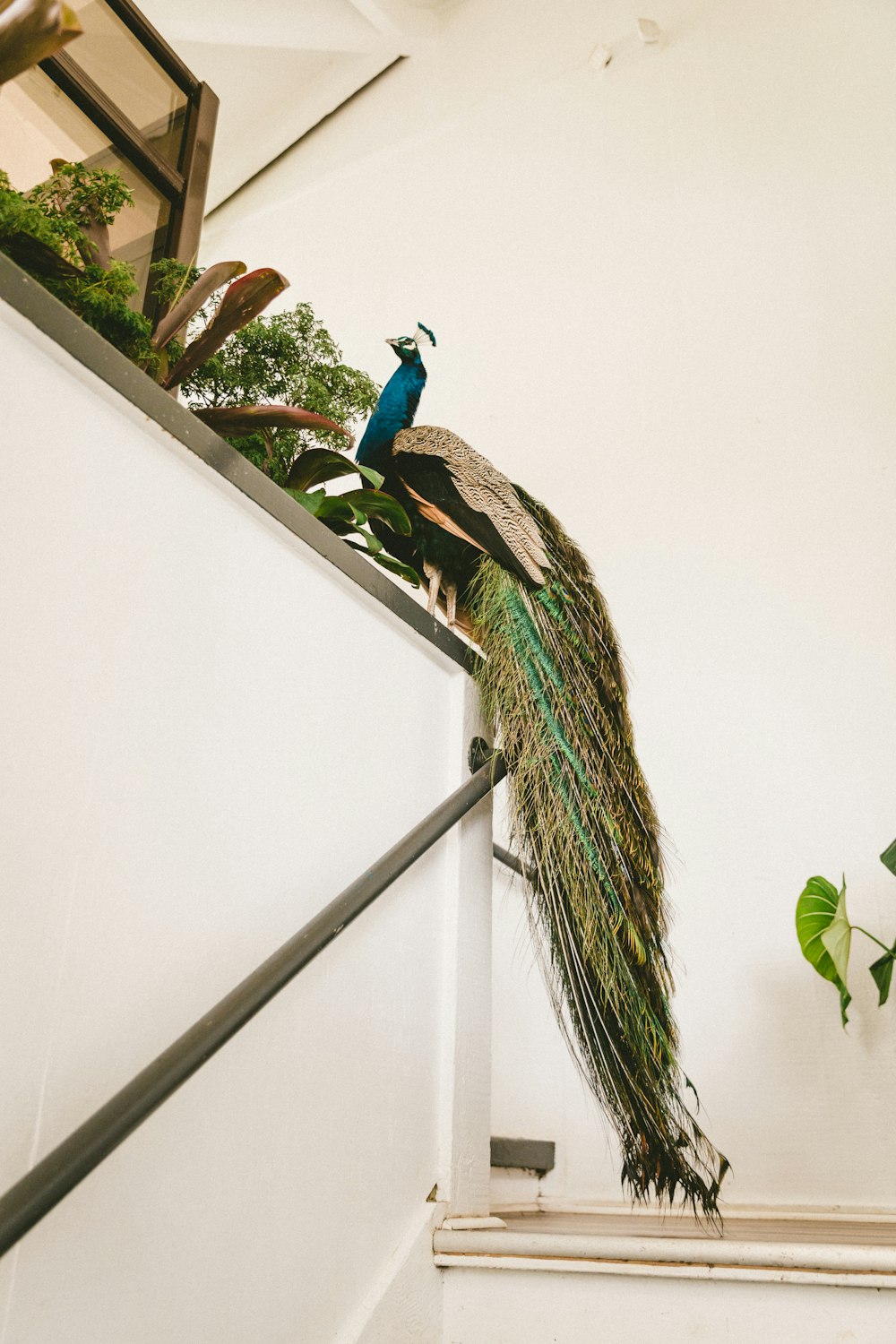 peacock on white painted wall