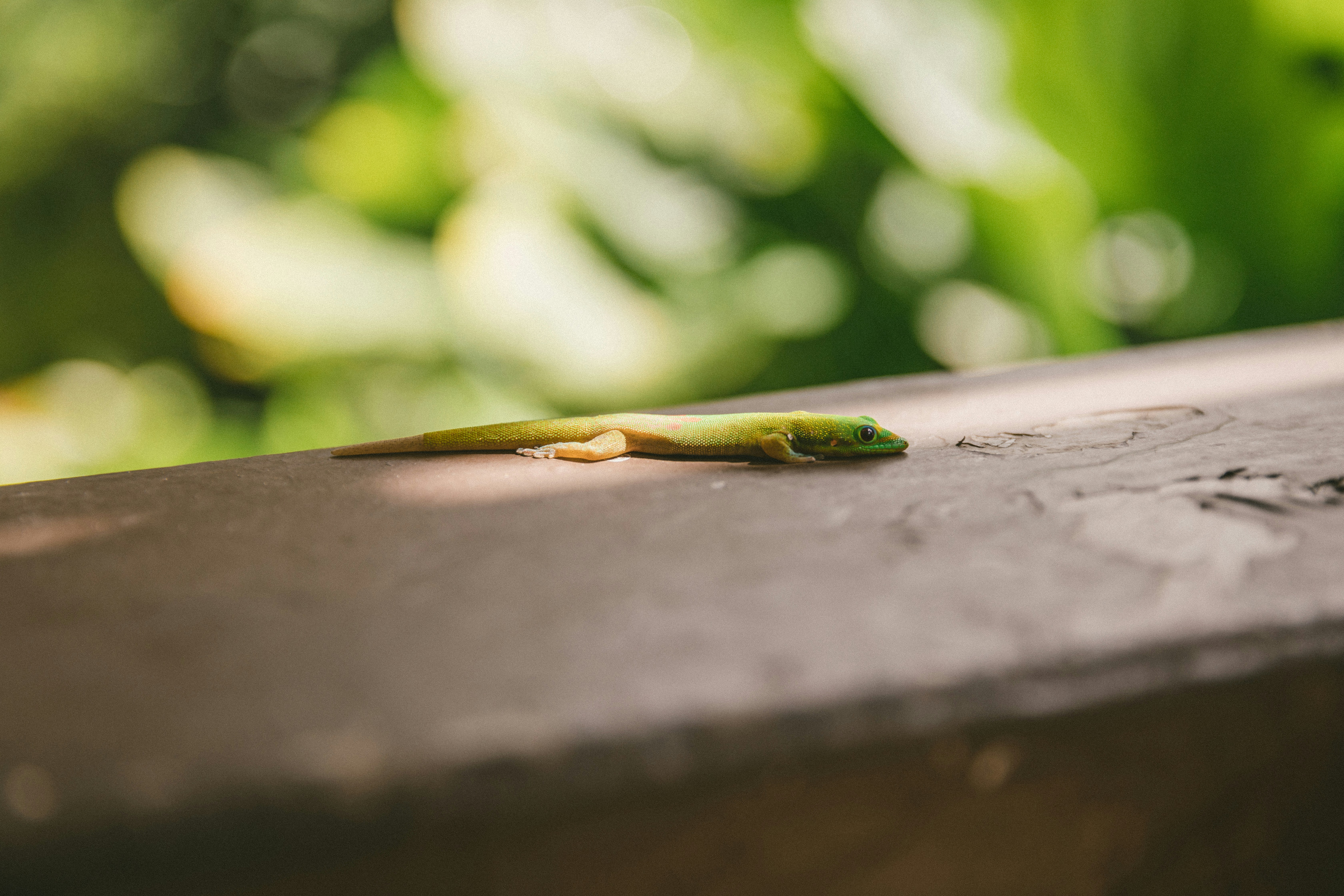 Photo by traviscolbert