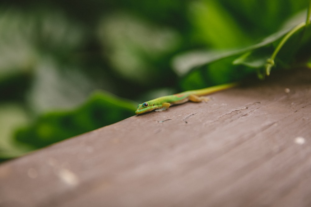 green lizard on brown wood