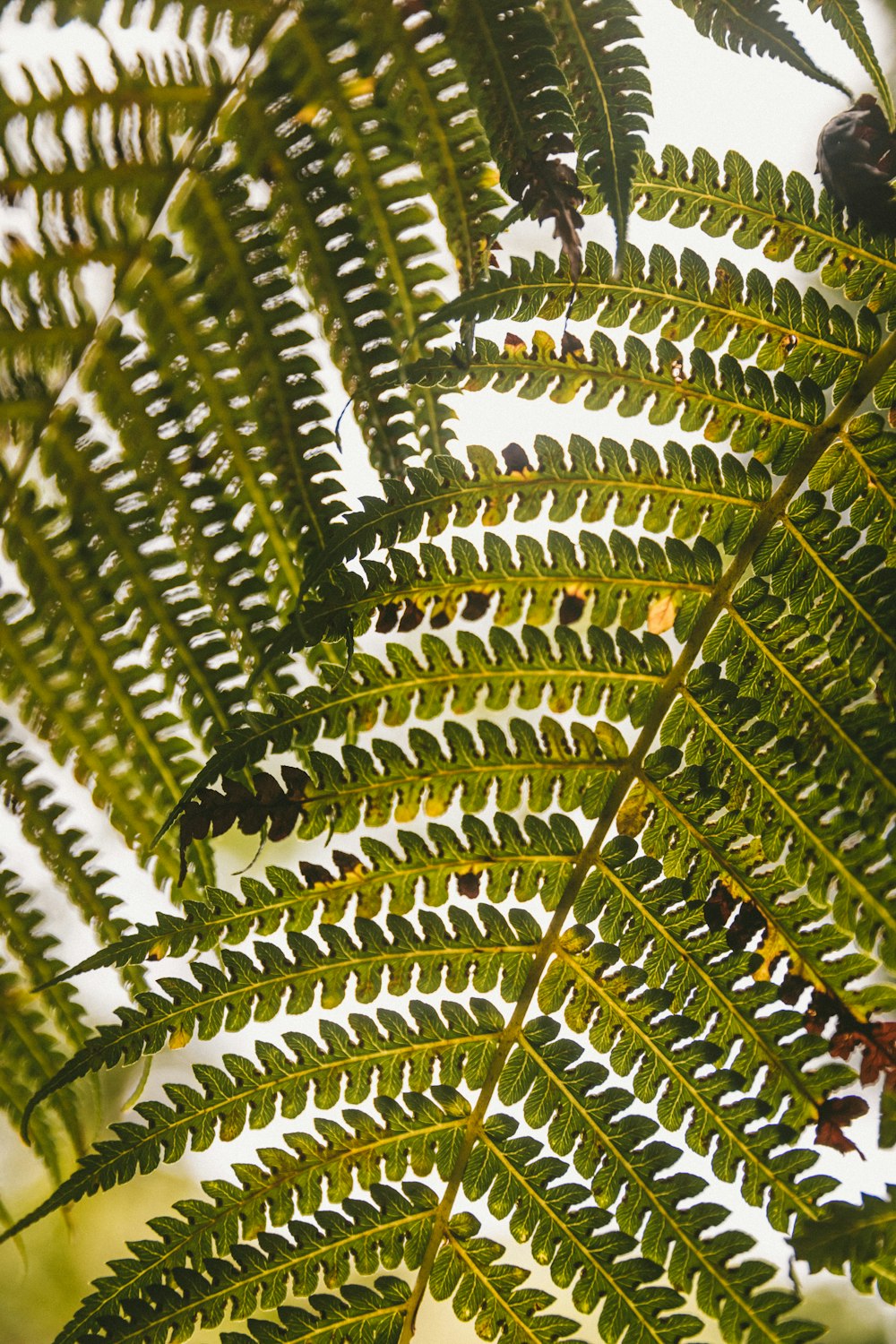 green and brown tree leaves