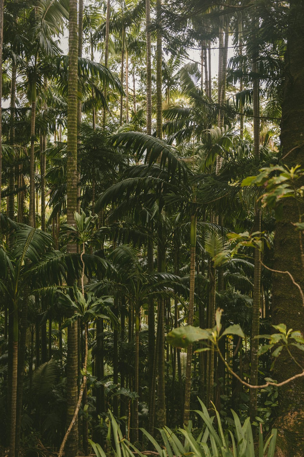 green palm trees during daytime