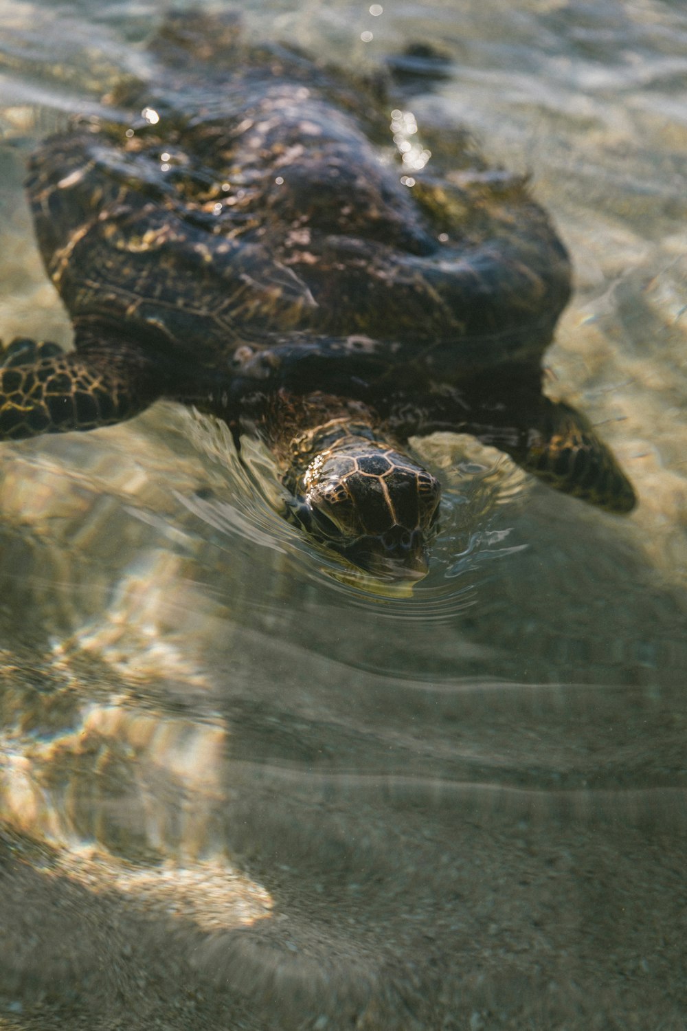 black and brown turtle on water