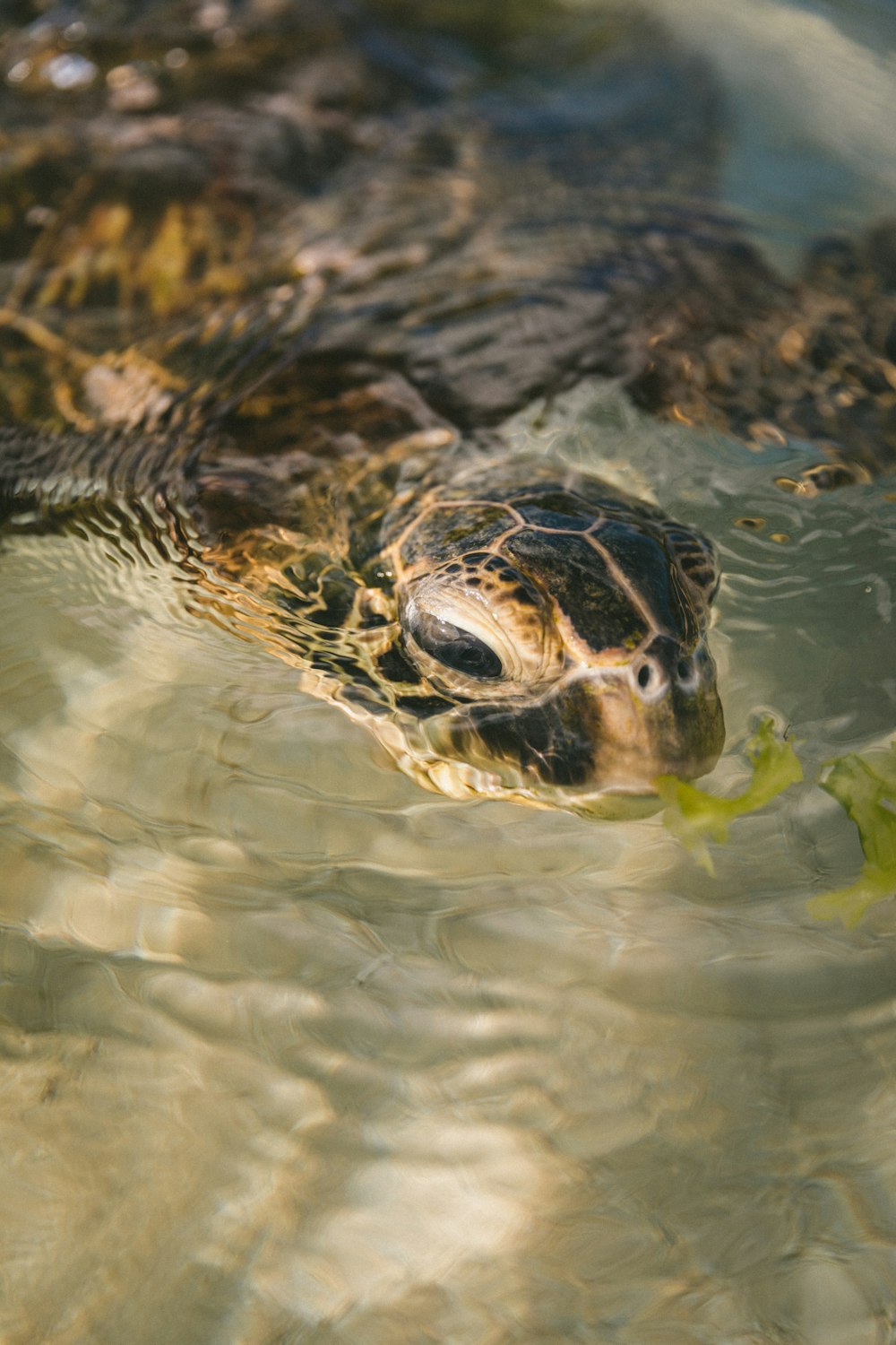 tortue brune et noire dans l’eau