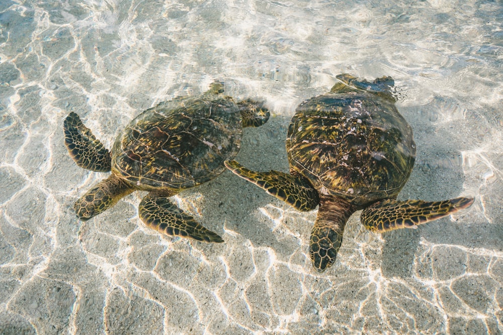 Schwarze und braune Schildkröte auf weißem Sand