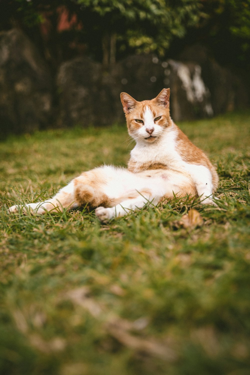 orange and white cat lying on green grass during daytime