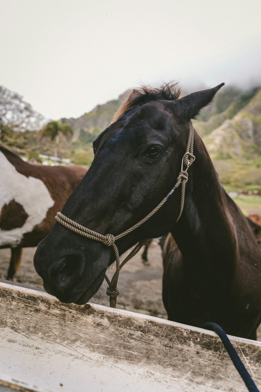 black and white horse on field during daytime