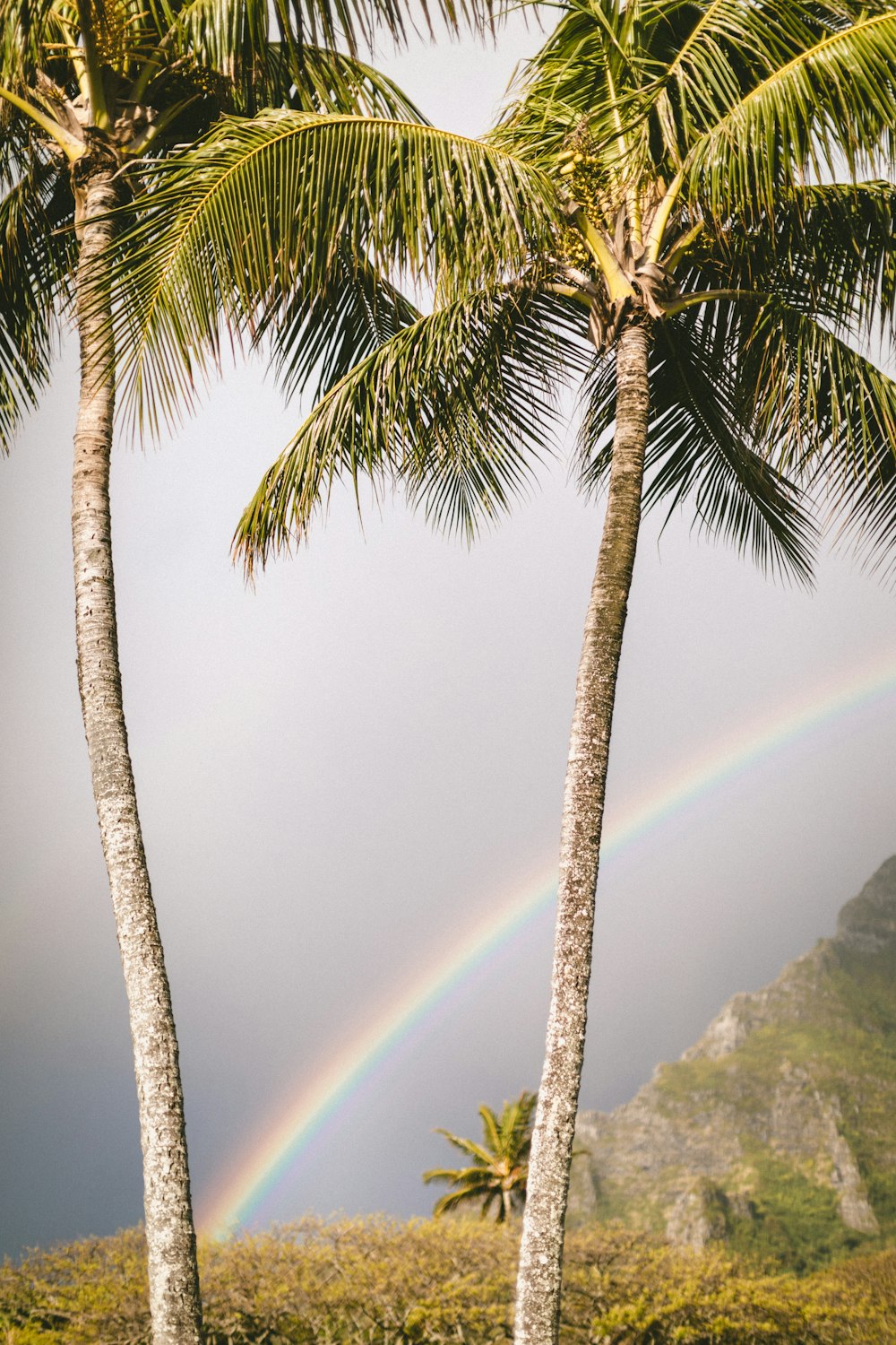 green palm tree on mountain