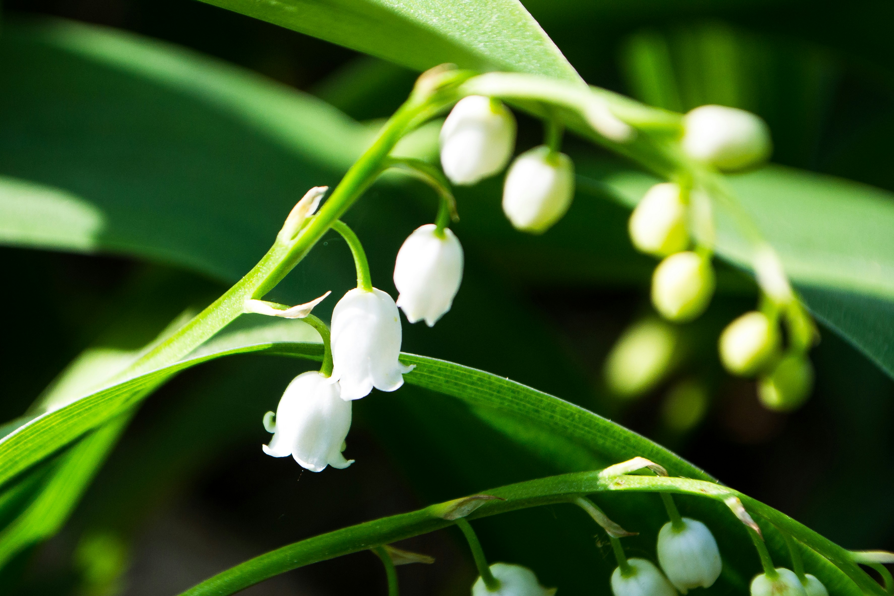 Lilies of the valley