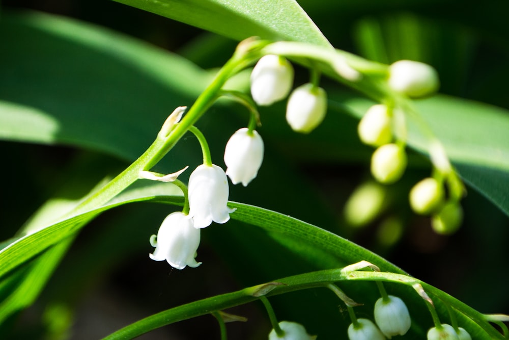 white flower bud in macro shot