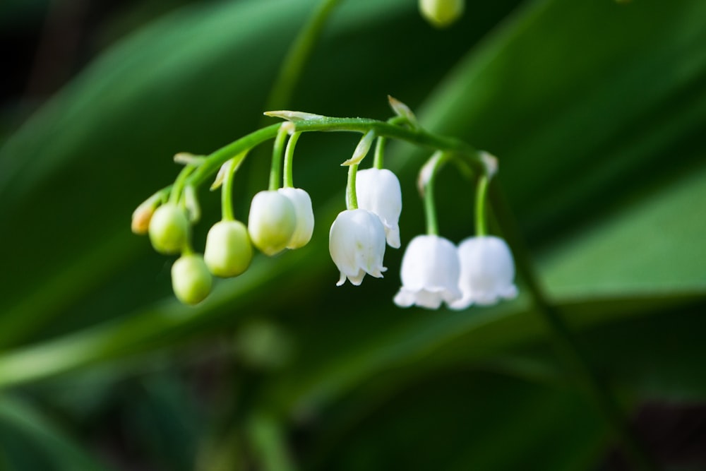 white flowers with green leaves