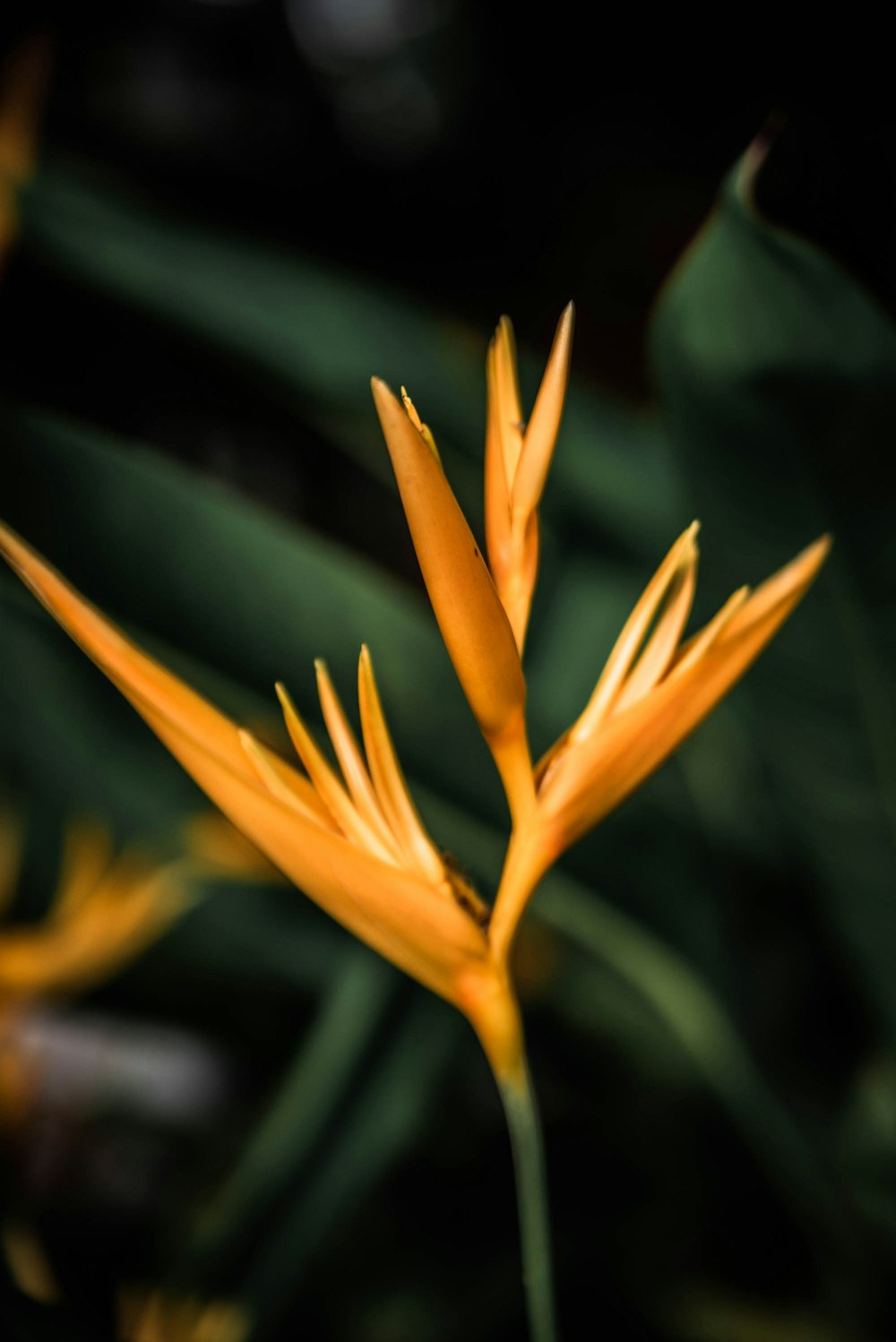 yellow flower in tilt shift lens