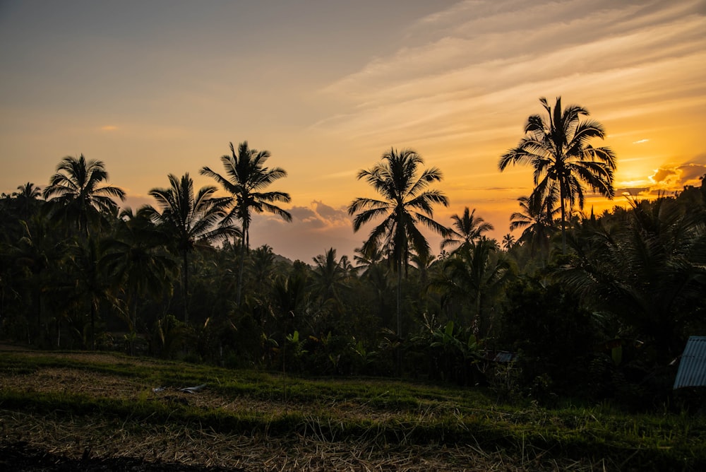 green palm trees during sunset