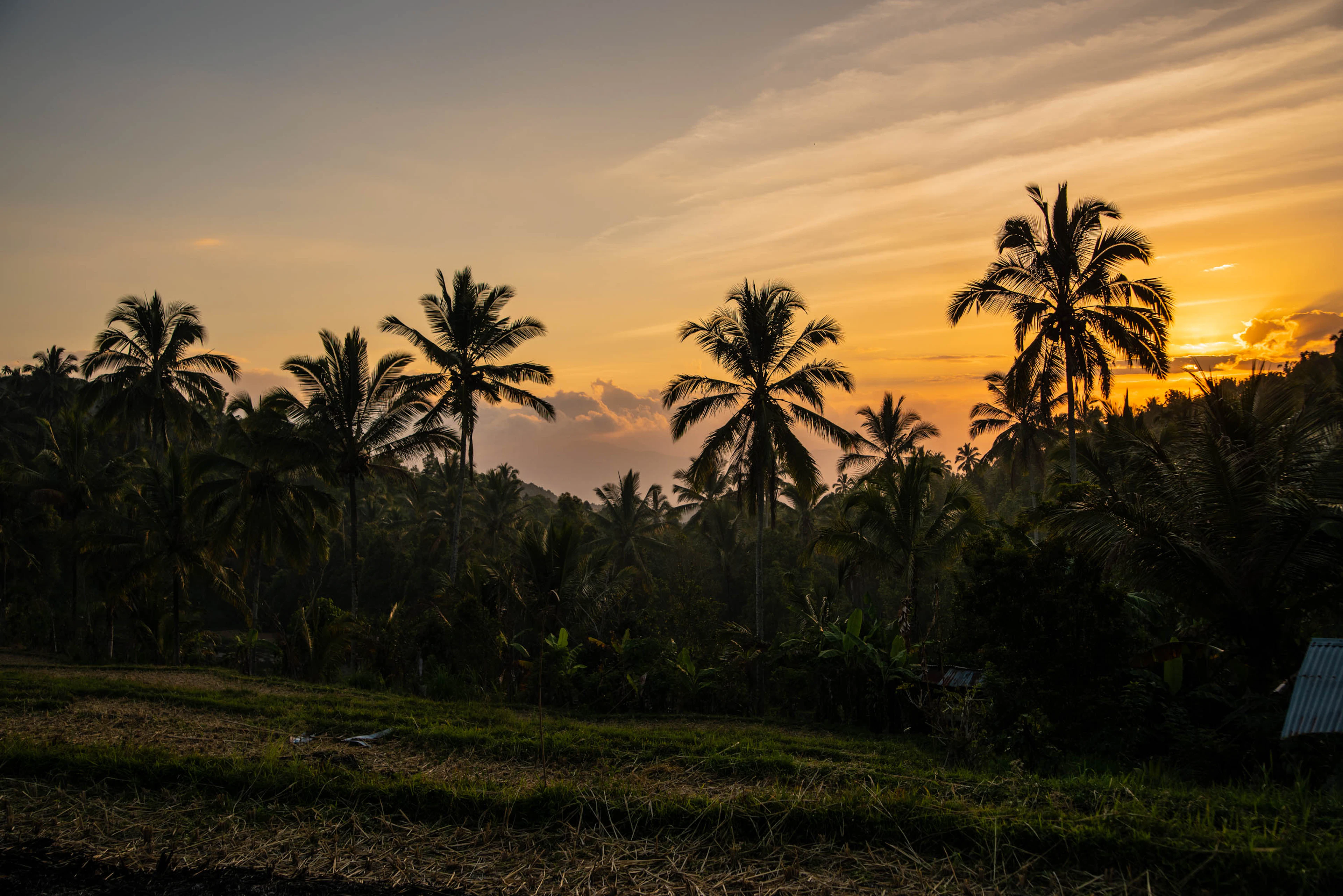 Palm trees stand in silhouette against a glowing orange sunset over a Balinese rice field.