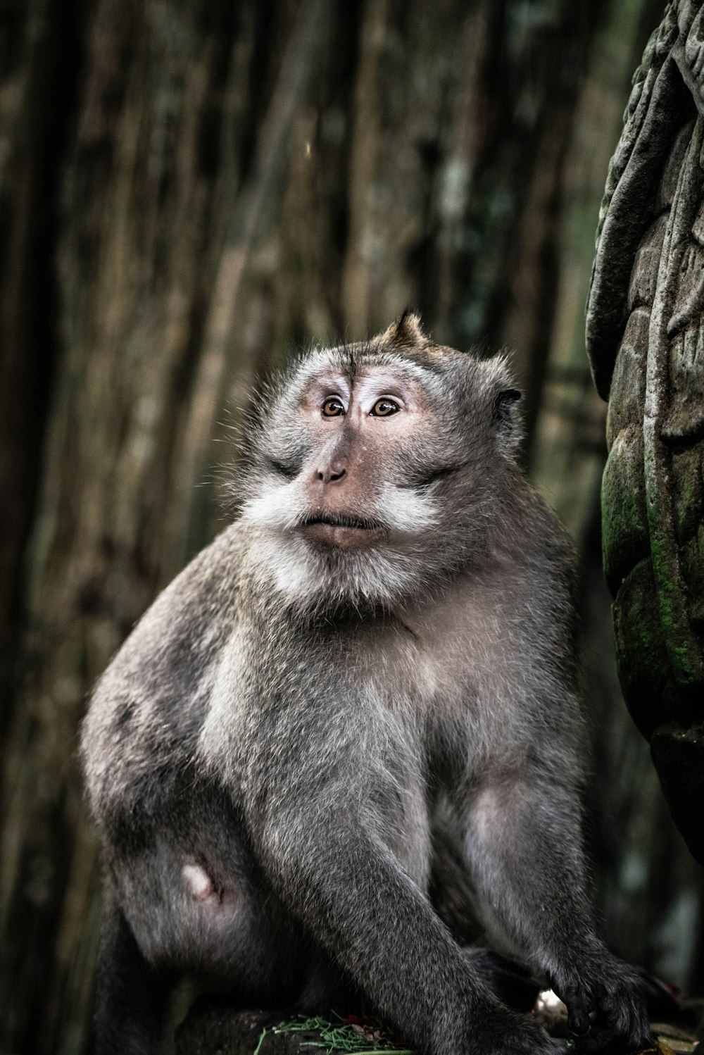 brown monkey on tree branch