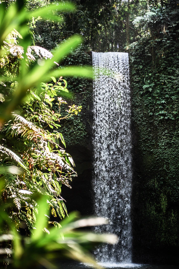 Waterfall in green plants