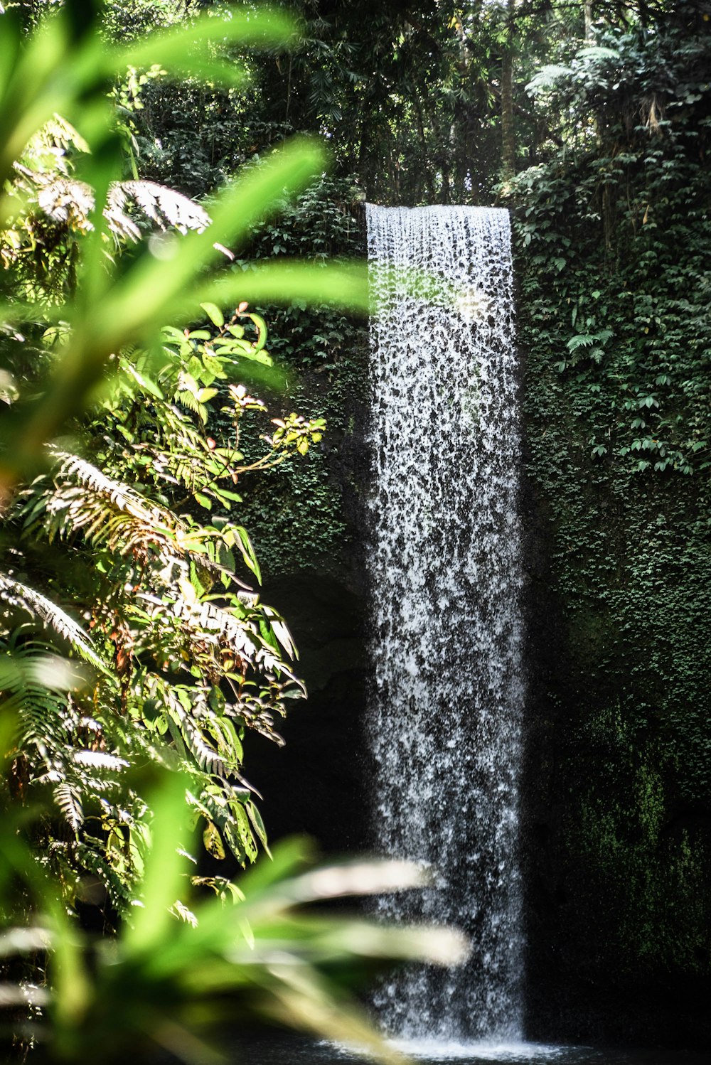 water falls in the middle of green plants