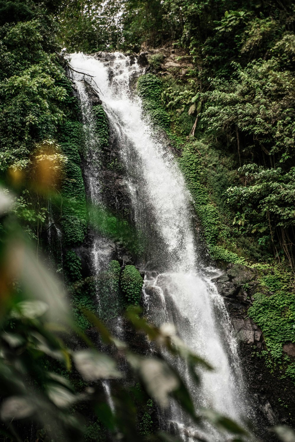 water falls in the middle of green trees