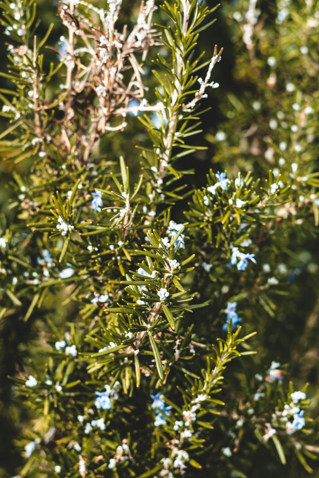 green and brown plant during daytime