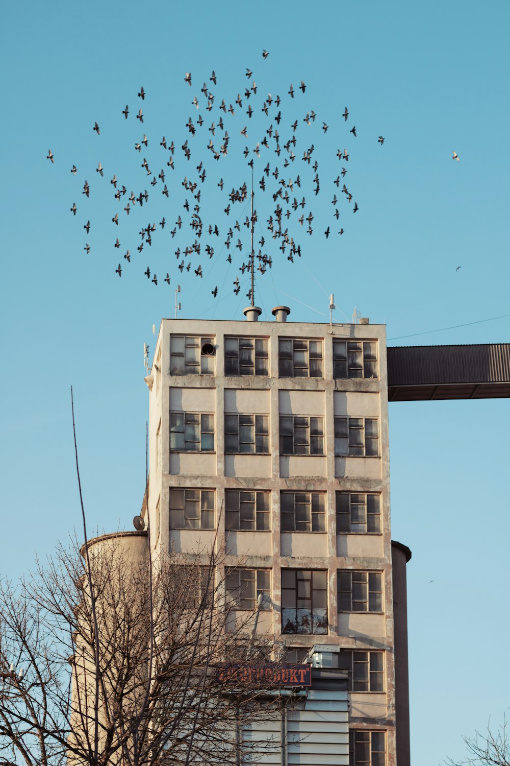 flock of birds flying over the building during daytime