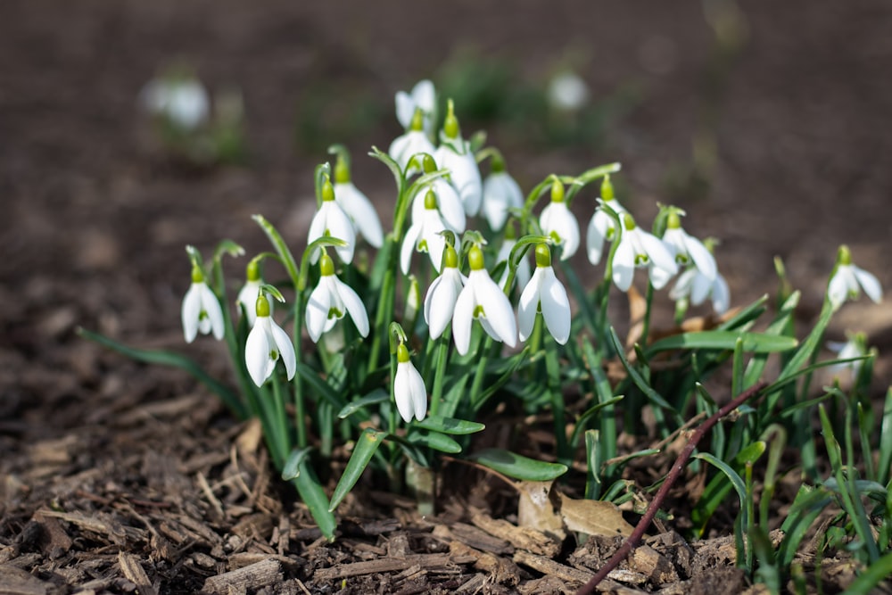 weiße und grüne Blüten auf braunem Boden