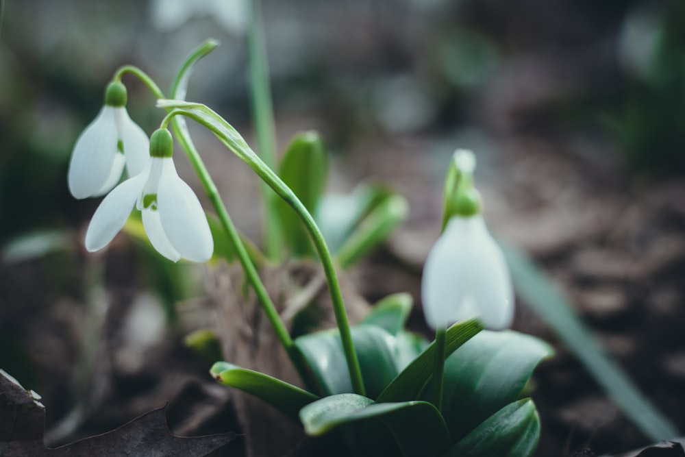 white flower bud in tilt shift lens