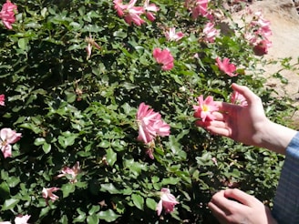Hands gently touch a vibrant pink flower amidst dense green foliage, creating a serene interaction with nature.