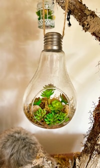 clear glass bottle with green leaves