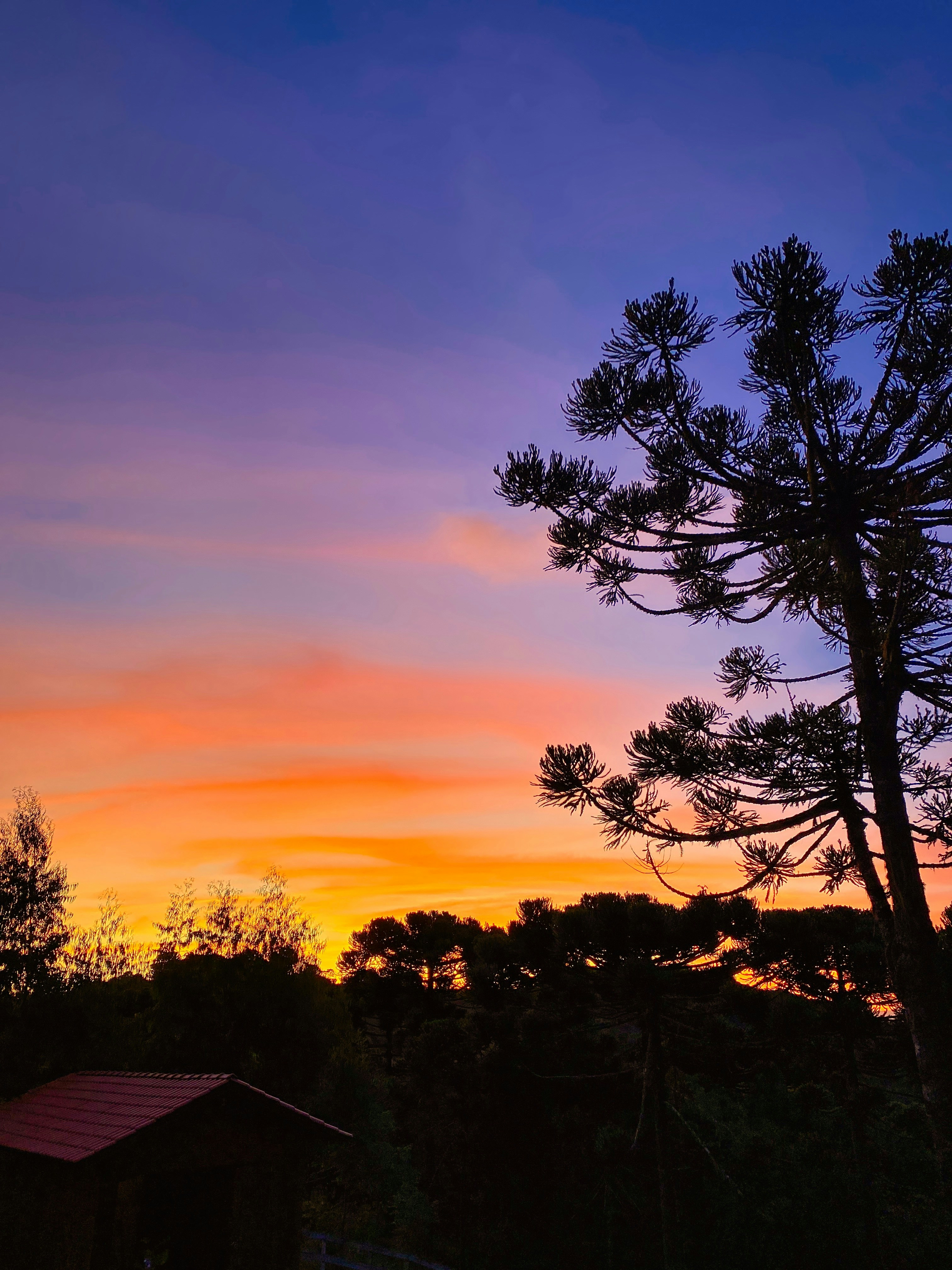 silhueta das árvores durante o pôr do sol
