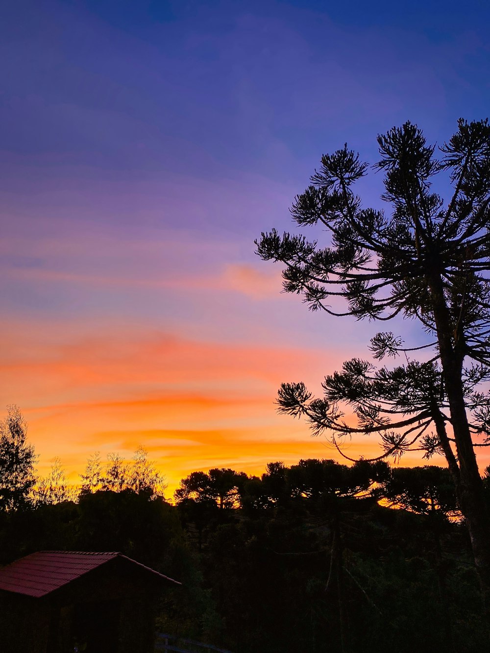 silhouette of trees during sunset