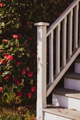 red flowers beside white wooden fence
