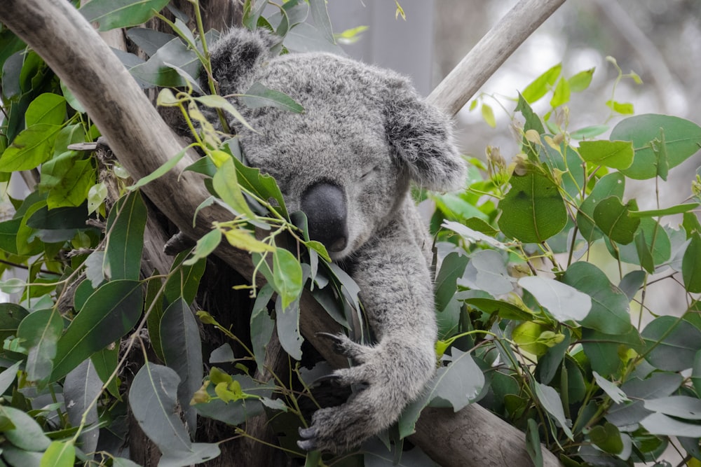 urso coala na árvore verde