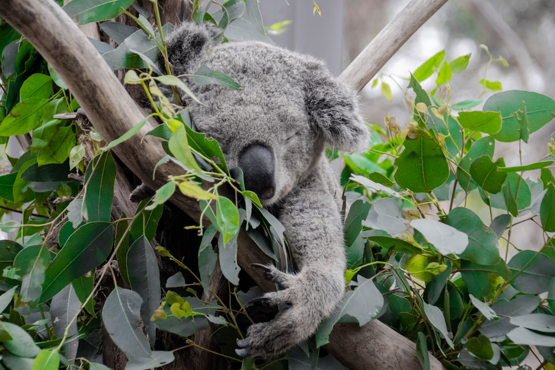 Nature reserve photo spot Sydney Taronga Zoo