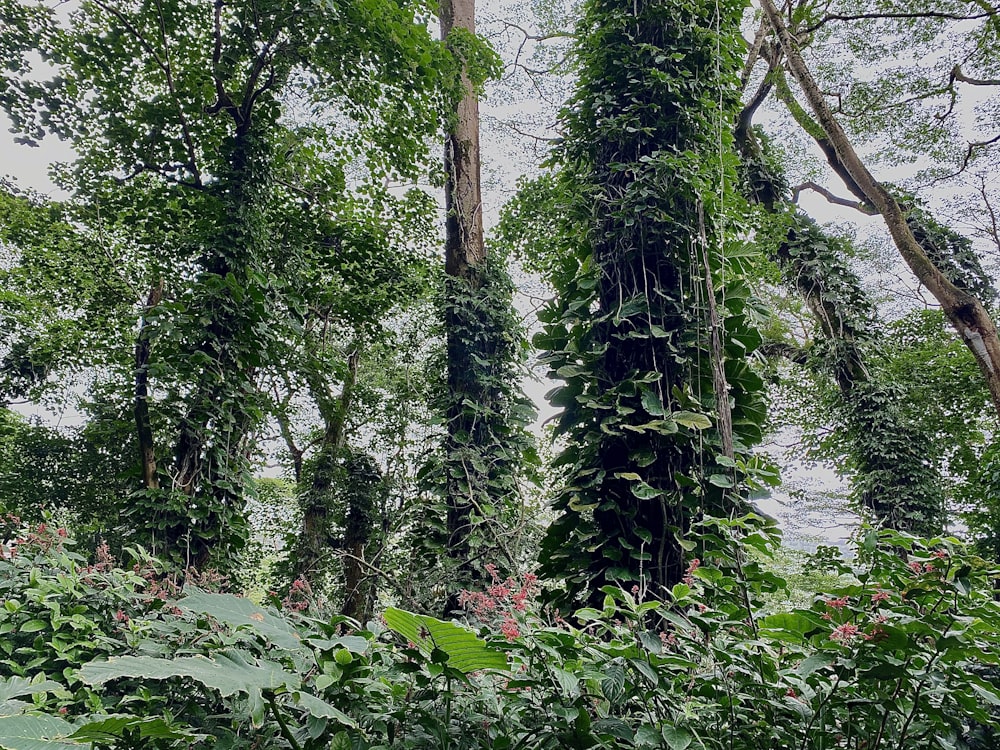 green plants and trees during daytime