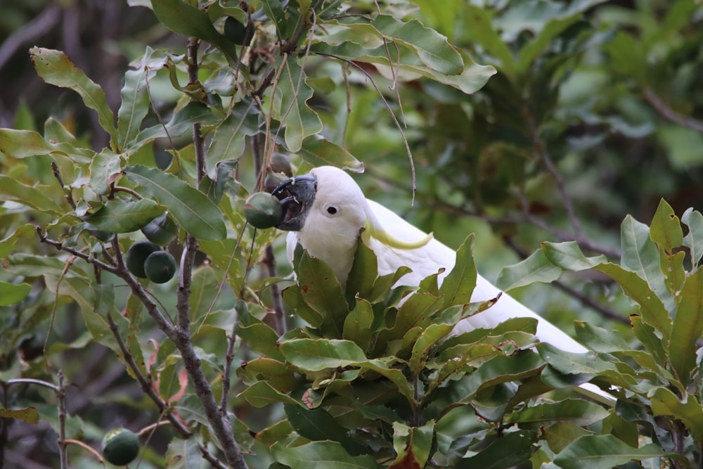 white bird on green tree during daytime