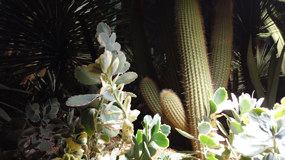 The image features various succulents and cacti bathed in sunlight, creating a contrast between the bright plants in the foreground and the dark, shadowy background. The textures of the cacti spines and the plump leaves of the succulents are highlighted, giving a lush and natural appearance.