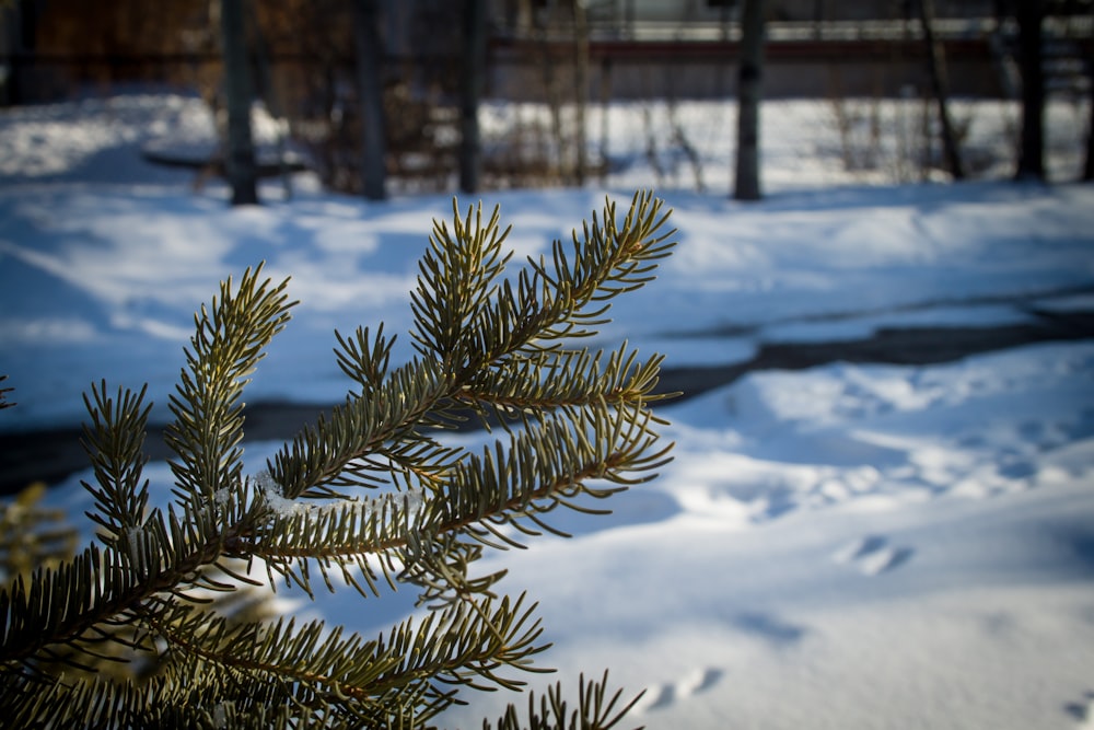 green pine tree covered with snow