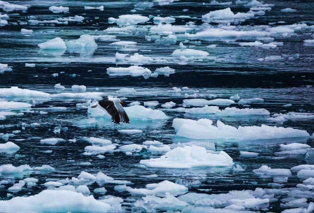 white and black bird on ice