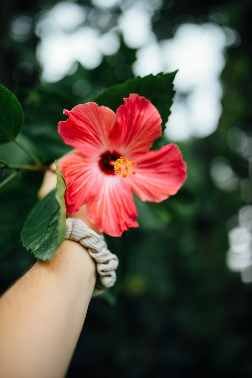 Person mit roter Hibiskusblüte