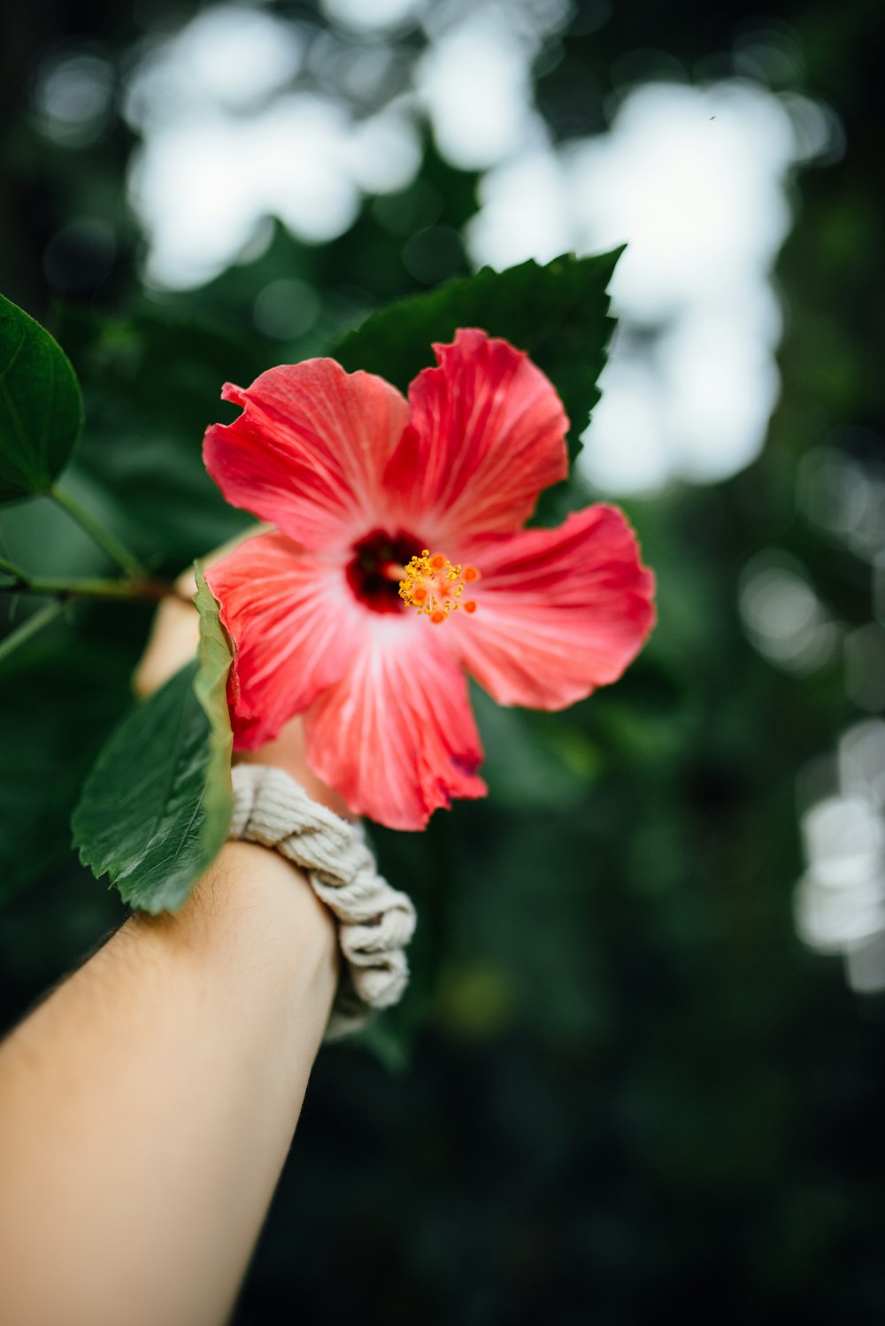 person holding red hibiscus flower