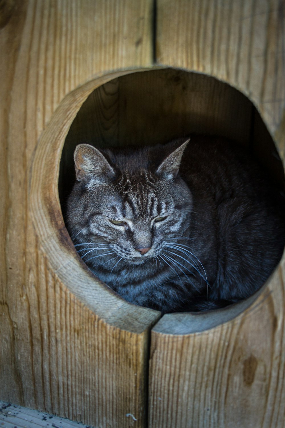 black tabby cat in brown wooden pet bed
