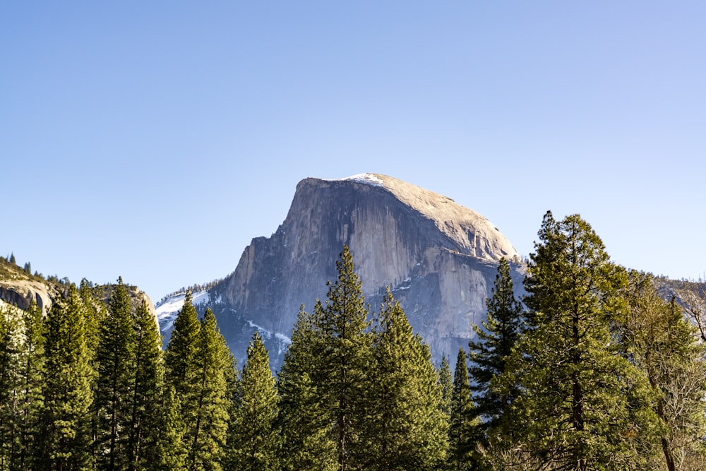 green pine trees near mountain during daytime