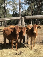 brown cows cattle in a pin during daytime managed by herd book app