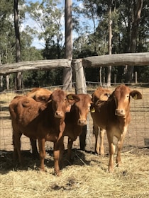 brown cows cattle in a pin during daytime managed by herd book app