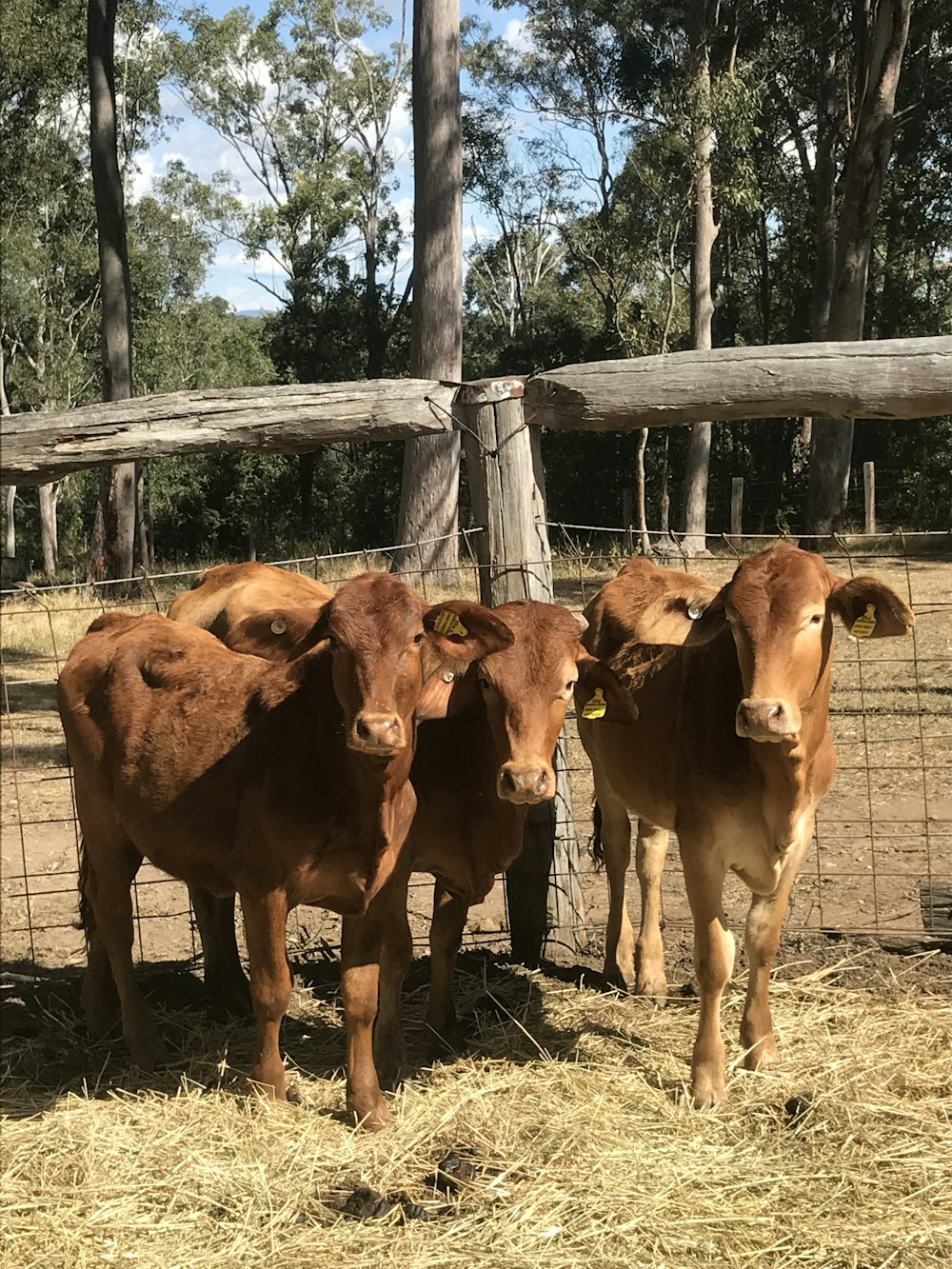 brown cow on brown field during daytime